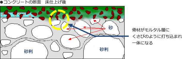 コンクリートの断面　床仕上げ後